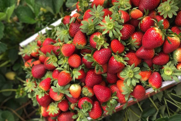 a crate full of juicy strawberries